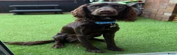 Mixed Breed dogs for sale: Sprocker Spaniel  - Advert 1