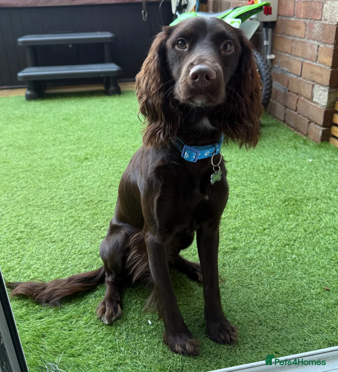 Mixed Breed dogs for sale: Sprocker Spaniel  - Advert 1