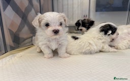 Mixed Breed dogs for sale: Maltese Cross Puppies for Sale  - Image 16
