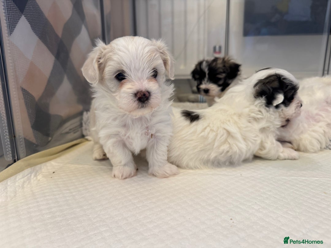 Mixed Breed dogs for sale: Maltese Cross Puppies for Sale  - Image 16