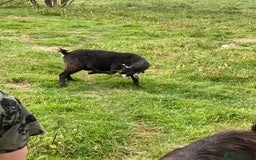 Goats livestock for sale: Gorgeous pigmy goats for sale - Image 8