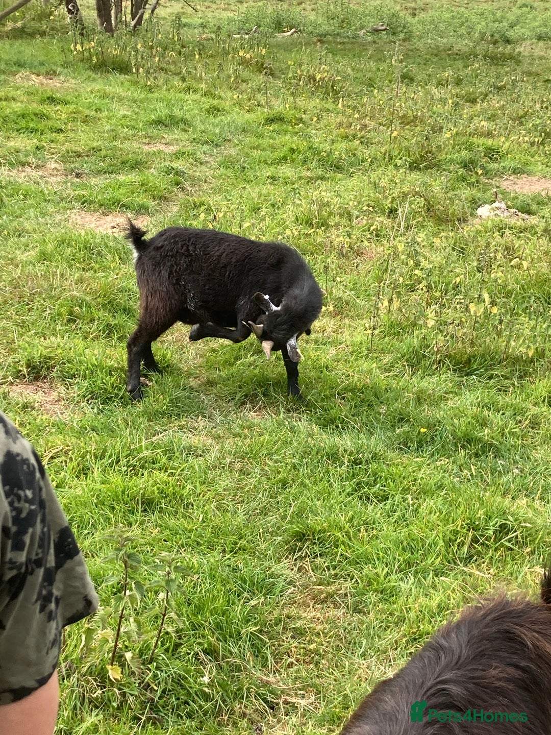 Goats livestock for sale: Gorgeous pigmy goats for sale - Image 8