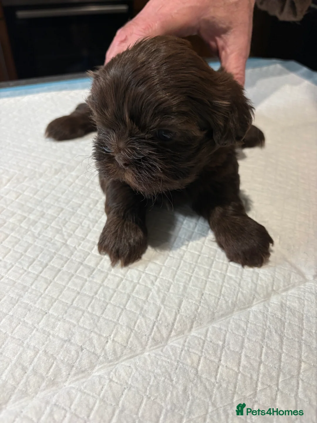 Shih Tzu dogs for sale: ALL SOLD THANK YOU - Advert 34