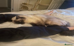 Ragdoll cats for sale: Pedigree ragdoll for sale - Image 4
