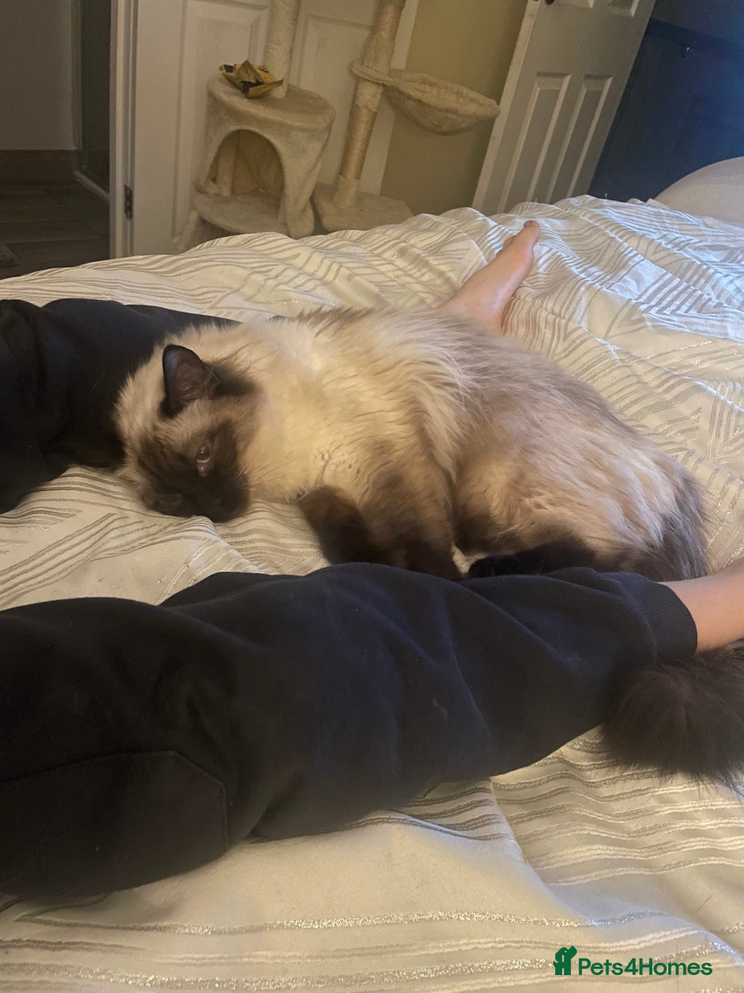 Ragdoll cats for sale: Pedigree ragdoll for sale - Image 4