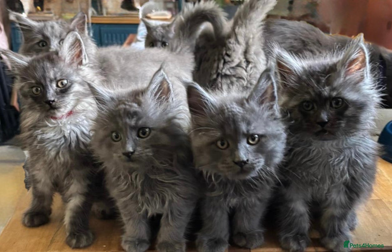 Maine Coon cats 4 pure bred Maine Coon kittens - Advert 10