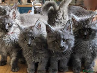 Maine Coon cats 4 pure bred Maine Coon kittens - Advert 10
