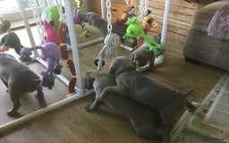 Weimaraner dogs for sale: Stunning Weimareners - Image 7