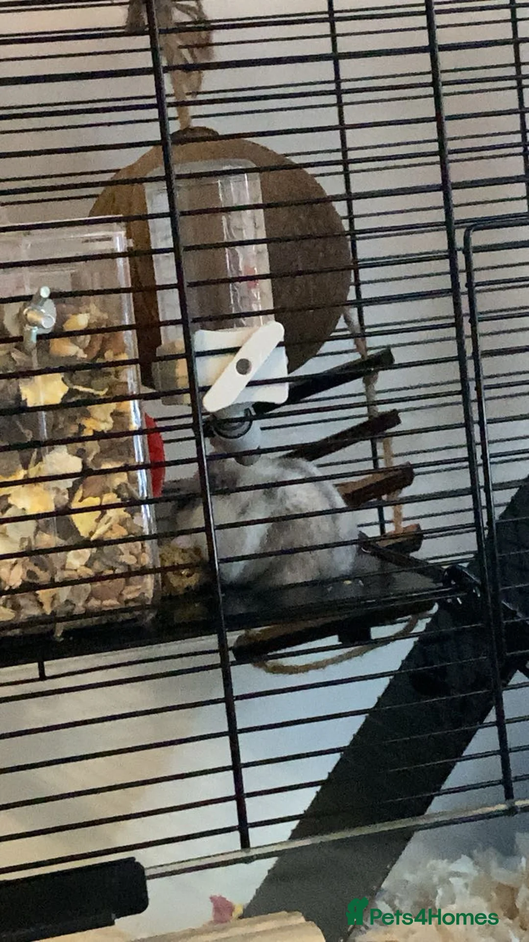 Hamster rodents for sale: Russian dwarf hanster - Advert 1