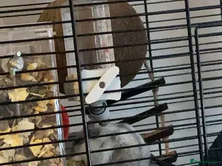 Hamster rodents Russian dwarf hanster - Advert 1