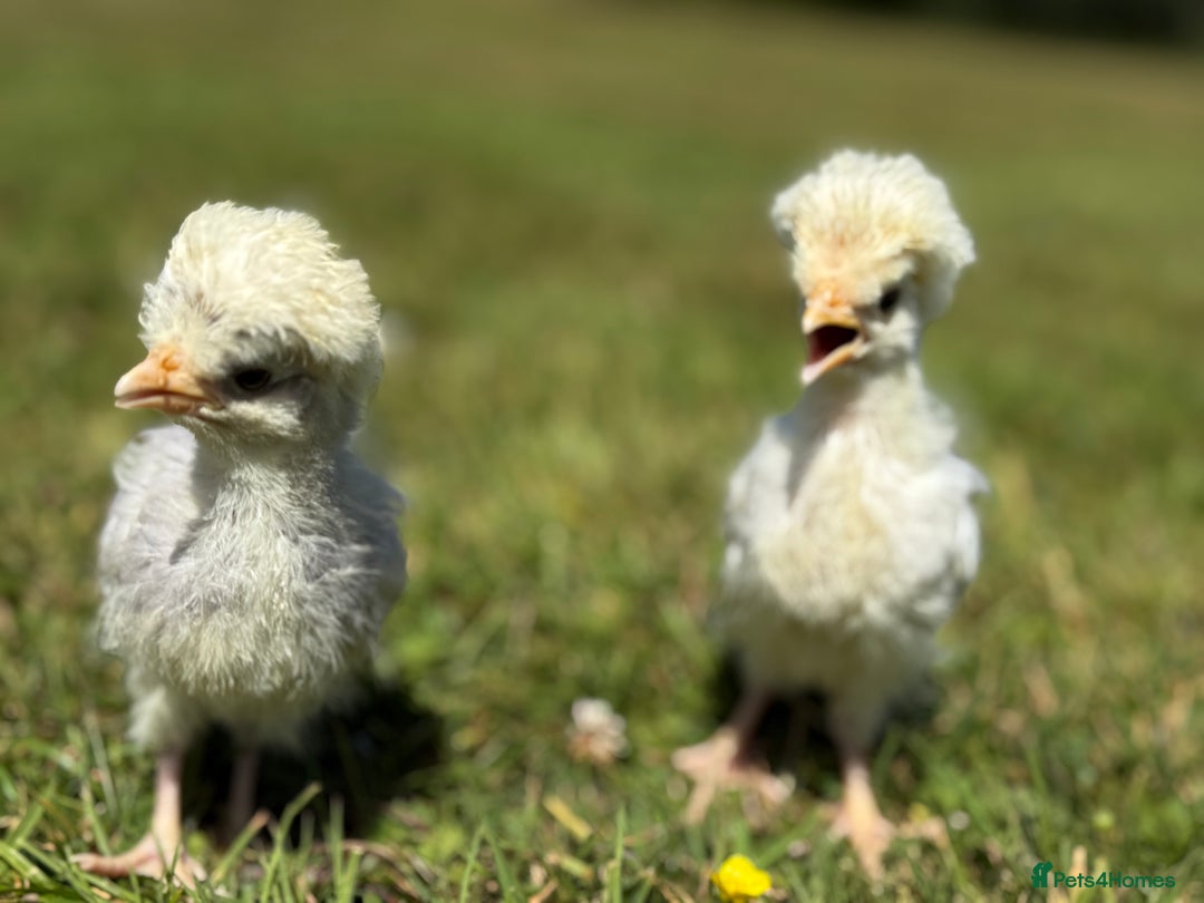Chickens poultry for sale: Polish and pekin bantam chicks  - Image 2