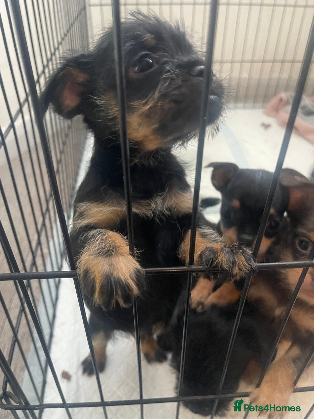 Mixed Breed dogs for sale: Jackapoo/French bulldog  - Advert 24