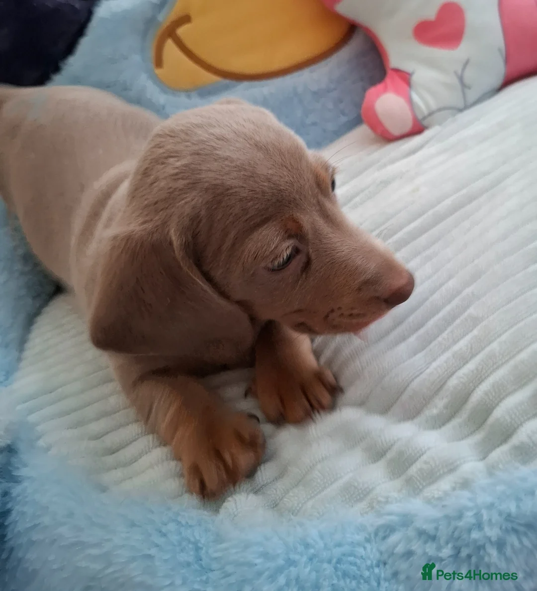Miniature Dachshund dogs for sale: Miniature Dachshund  - Advert 30