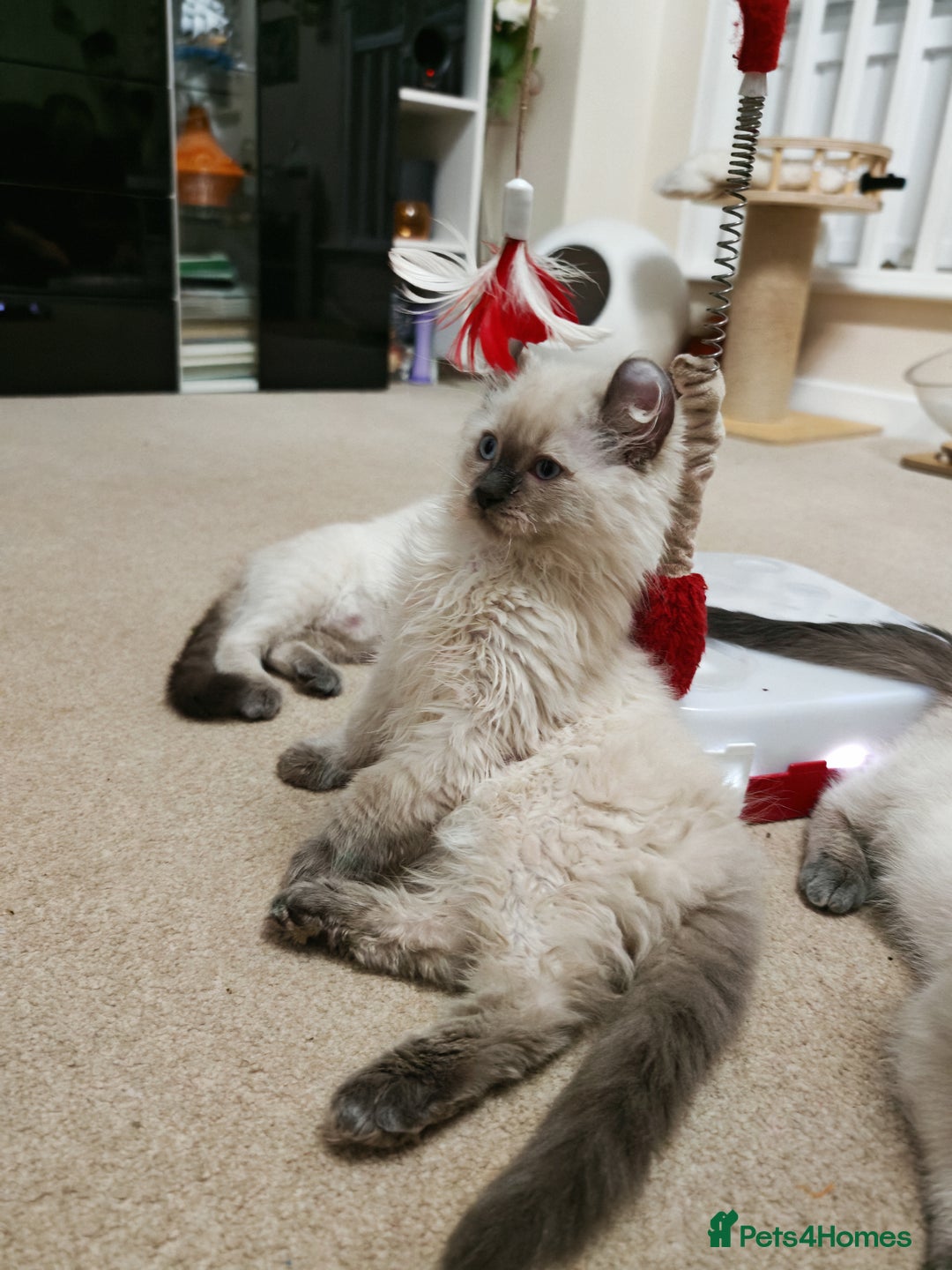 American Curl cats for sale: RARE, Unique, Affectionate American Curl Kittens!  - Advert 29