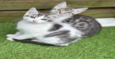 Mixed Breed cats - Advert 10
