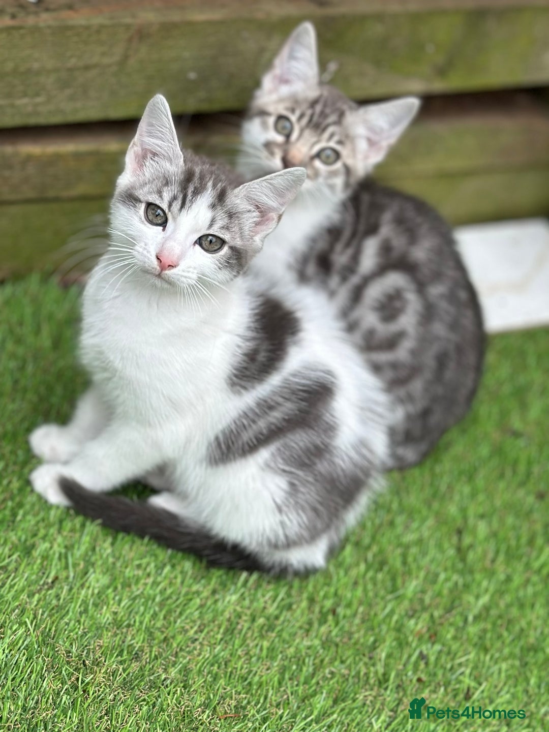 Mixed Breed cats for sale: Adorable Bengal Cross Kittens!! - Image 3
