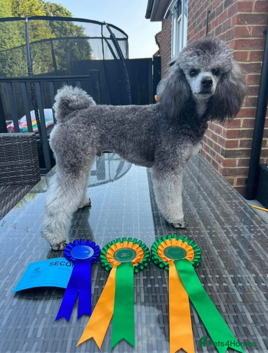 Miniature Poodle dogs for stud: RUSSIAN IMPORTED MINI SILVER POODLE STUD in Wigan - Advert 11