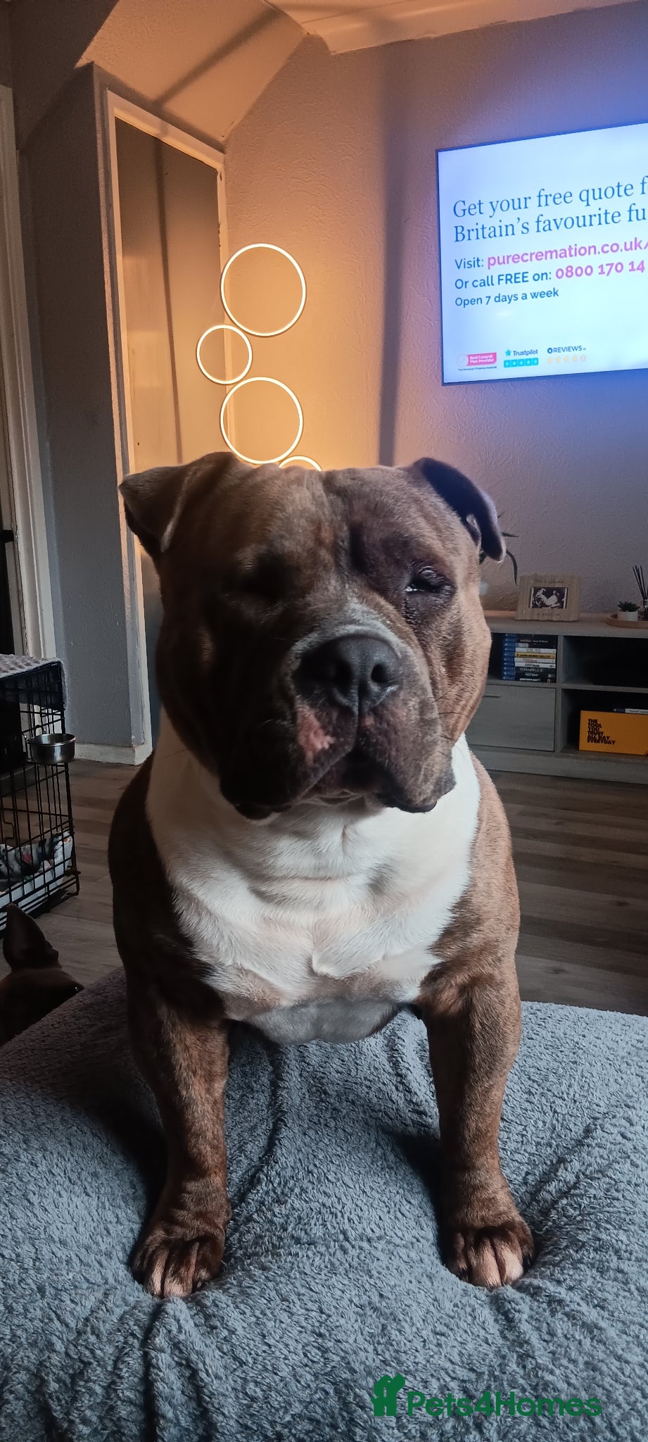 American Bully dogs Pocket bully for stud  - Advert 1