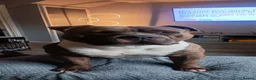 American Bully dogs for stud: Pocket bully for stud  - Advert 2