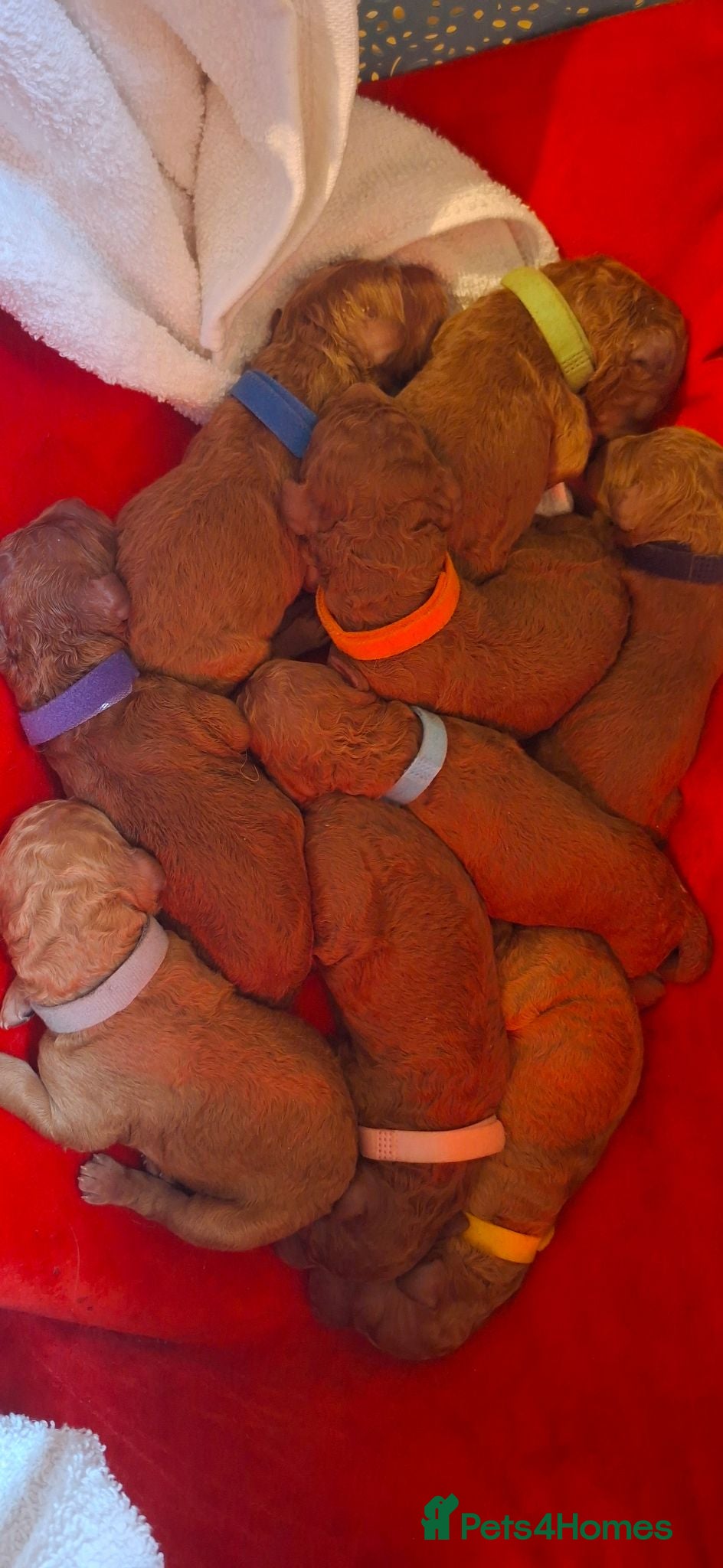 Standard Poodle dogs Fully Health Tested St Poodle Puppies  - Advert 4