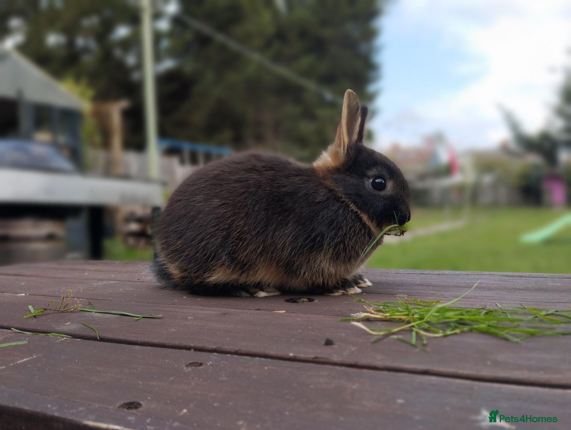 Netherland Dwarf rabbits for sale: Netherland dwarf Doe CLEARANCE £60 each - Advert 1