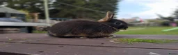 Netherland Dwarf rabbits for sale: Netherland dwarf £100 each - Advert 4