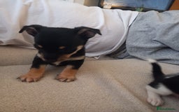 Jack Russell dogs for sale: Beautiful Jack russell puppy ( last one) - Image 4