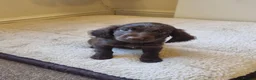 Cocker Spaniel dogs for sale: Last Chocolate Boy Ready Now  - Advert 14