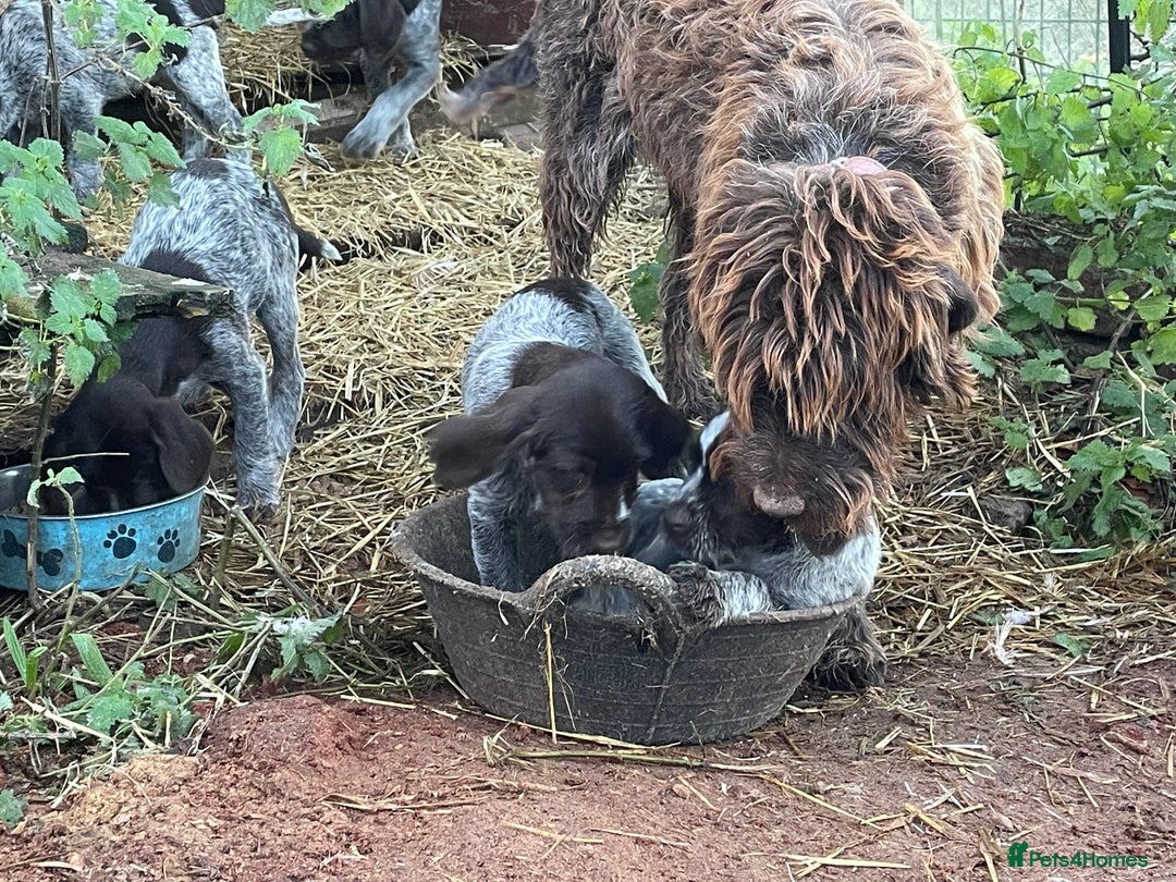 Mixed Breed dogs for sale: German pointer griffen pointer cross - Advert 14
