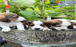 Mixed Breed dogs for sale: Jack Russel Pups in Machynlleth - Image 33