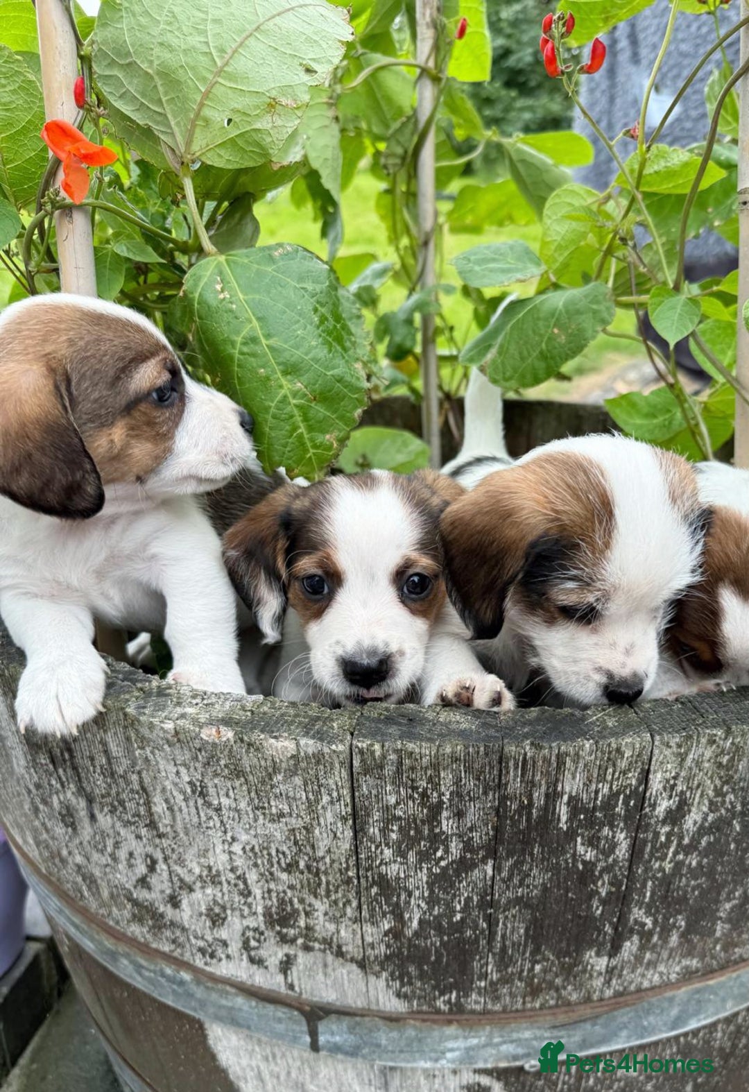 Mixed Breed dogs for sale: Jack Russel Pups in Machynlleth - Image 33