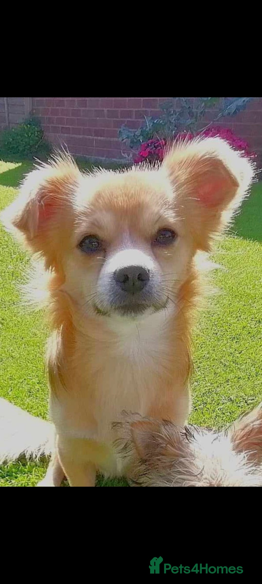 Chihuahua dogs Male Chihuahua 4yr old un nurtured for sale - Advert 13