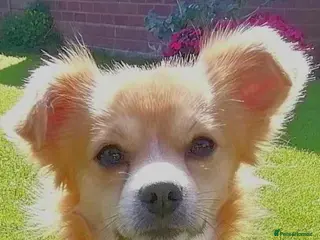 Chihuahua dogs Male Chihuahua 4yr old un nurtured for sale - Advert 2