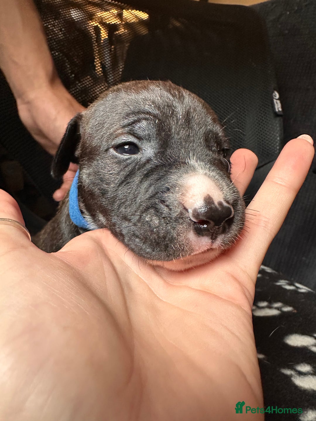 Mixed Breed dogs for sale: American bulldog staffy 🏡 - Image 40