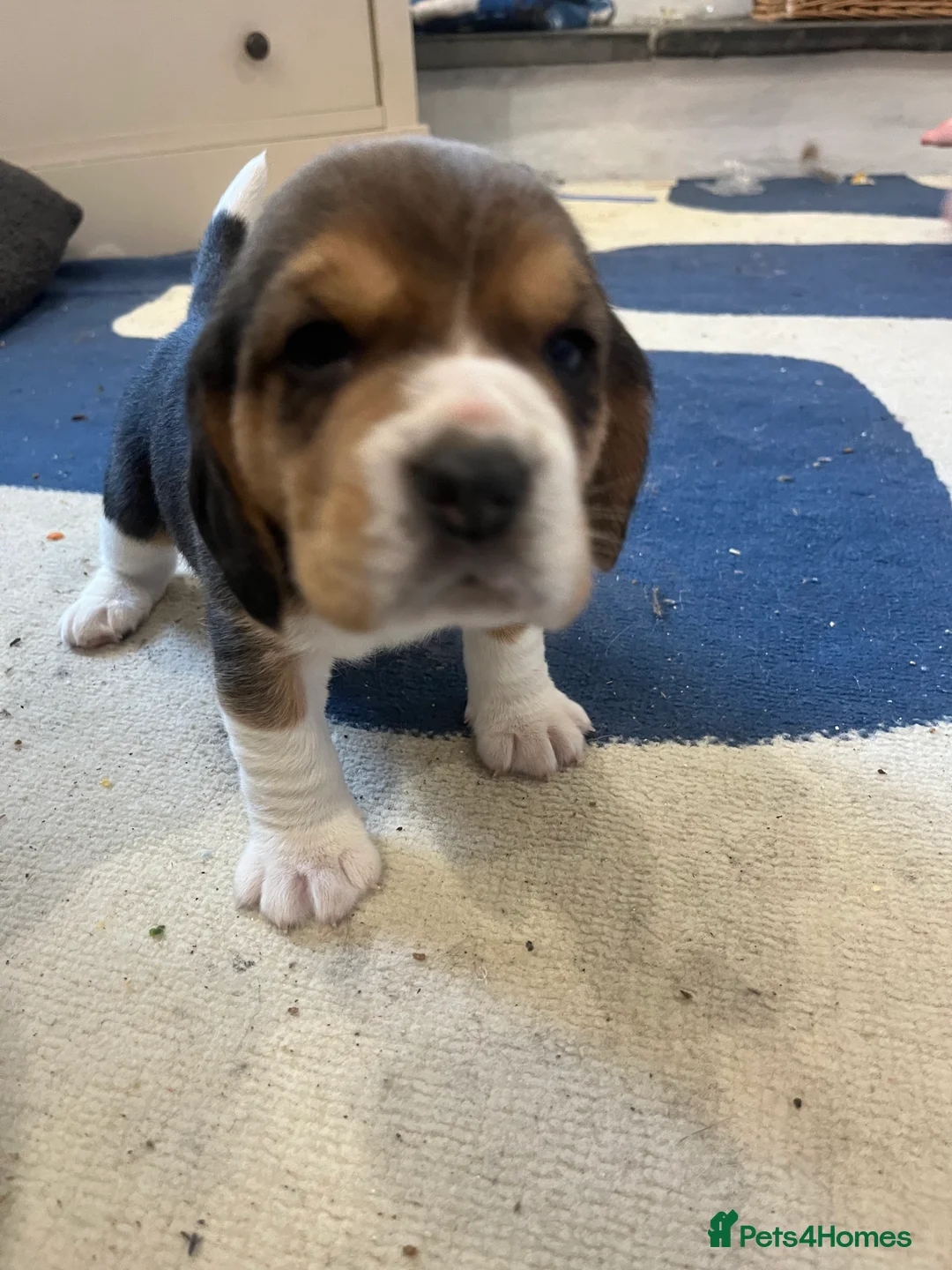 Beagle dogs for sale: Pedigree Beagle Puppies – Ready 7th February 2026  - Advert 15