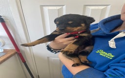 Rottweiler dogs for sale: Rottweiler puppies - Image 13
