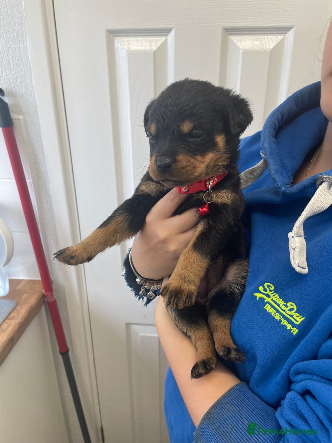 Rottweiler dogs for sale: Rottweiler puppies - Image 13