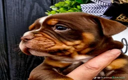 Olde English Bulldogge dogs for sale: Olde English Bulldogs - Advert 6