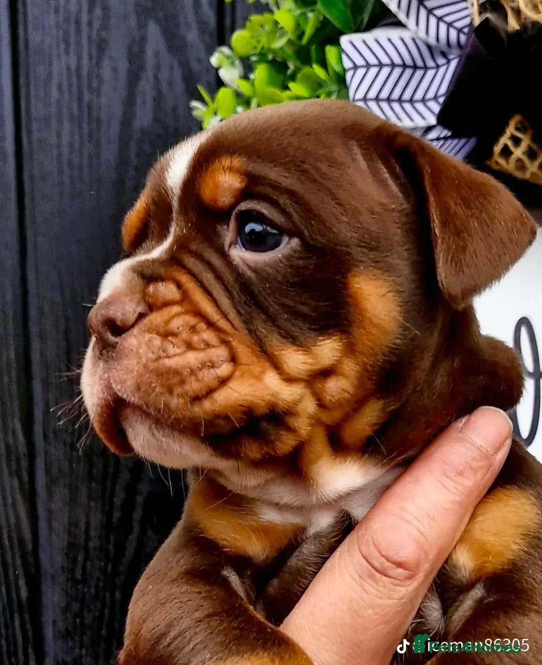 Olde English Bulldogge dogs for sale: Olde English Bulldogs - Advert 6