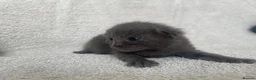 British Shorthair cats for sale: Grey British short haired x bengal kittens - Advert 5