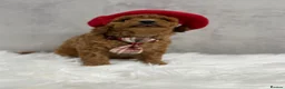 Toy Poodle dogs for sale: Asian type toy poodle  - Advert 3