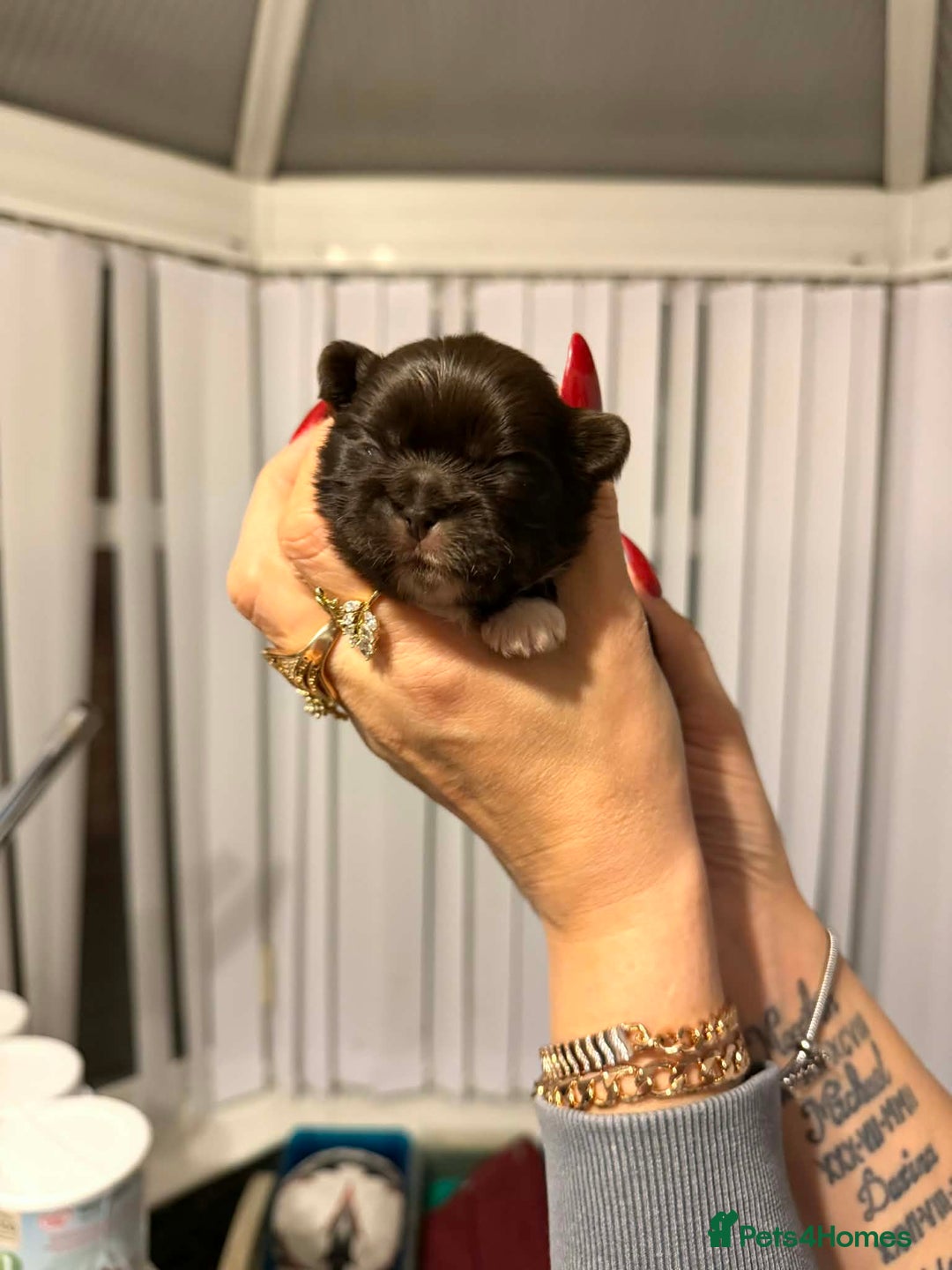 Shih Tzu dogs for sale: Imperial Shih Tzu  - Advert 3