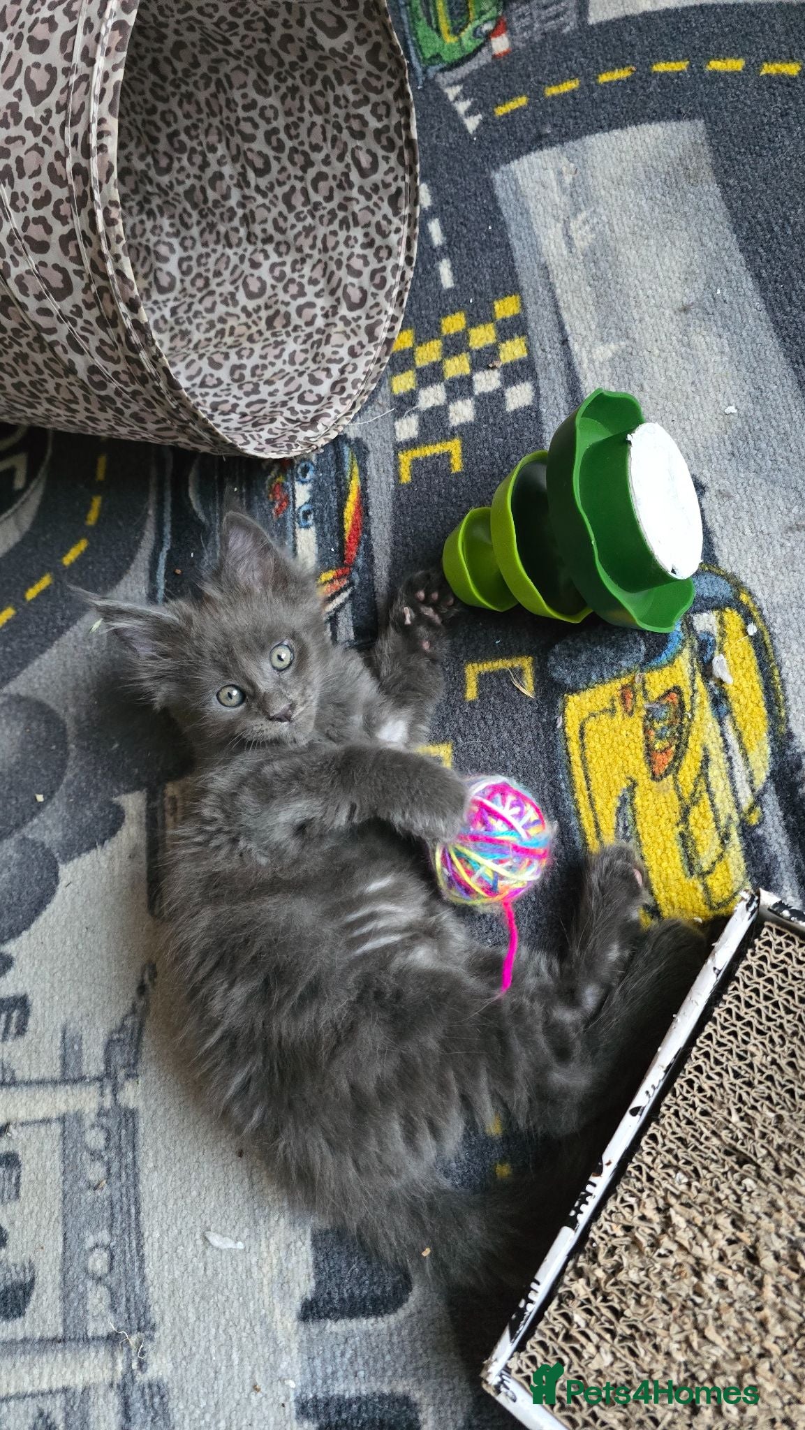 Maine Coon cats ✨ Stunning Maine Coon Babies ✨ - Advert 2