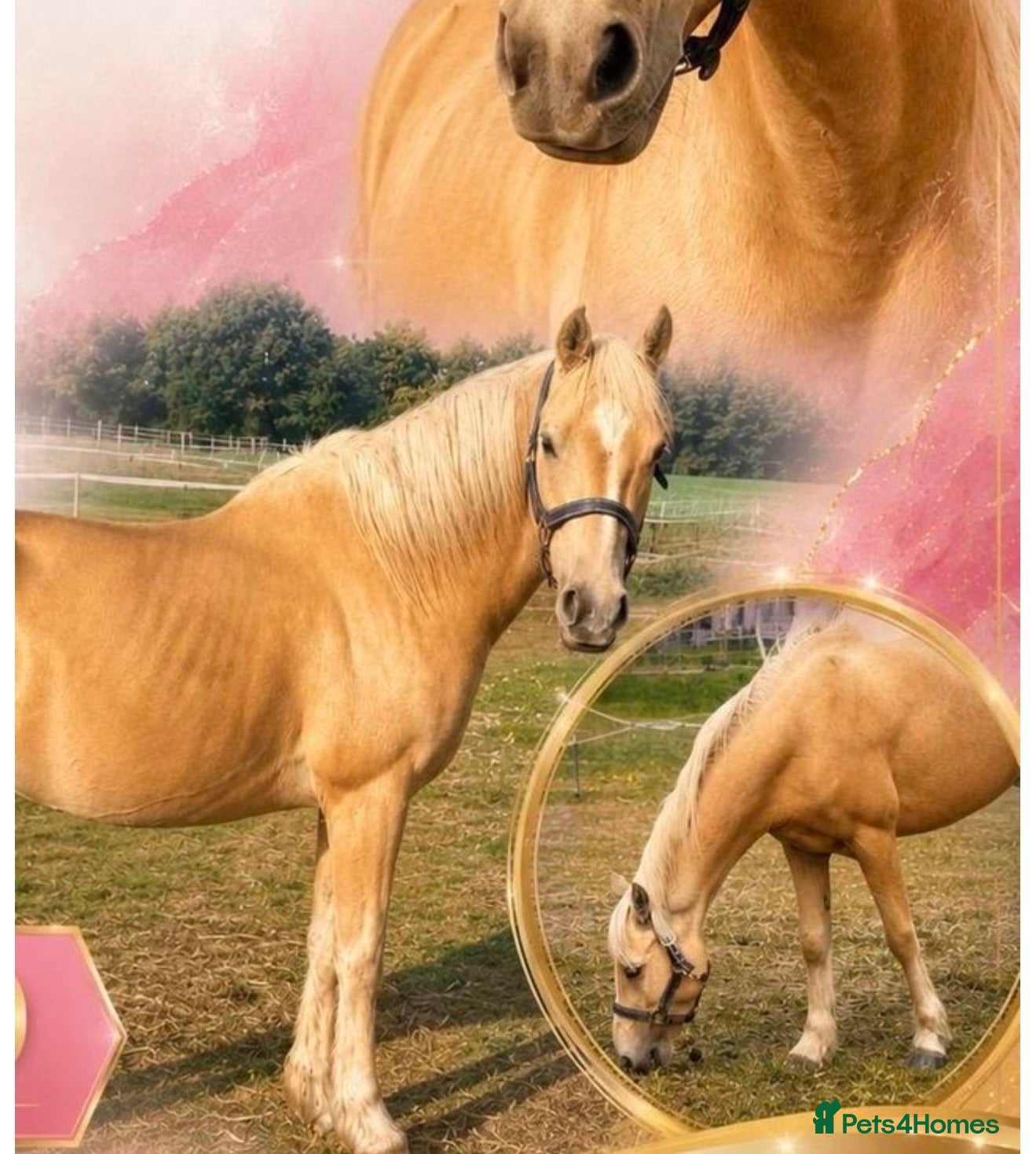 Arabian horse horses Gorgeous Gucci  - Advert 3