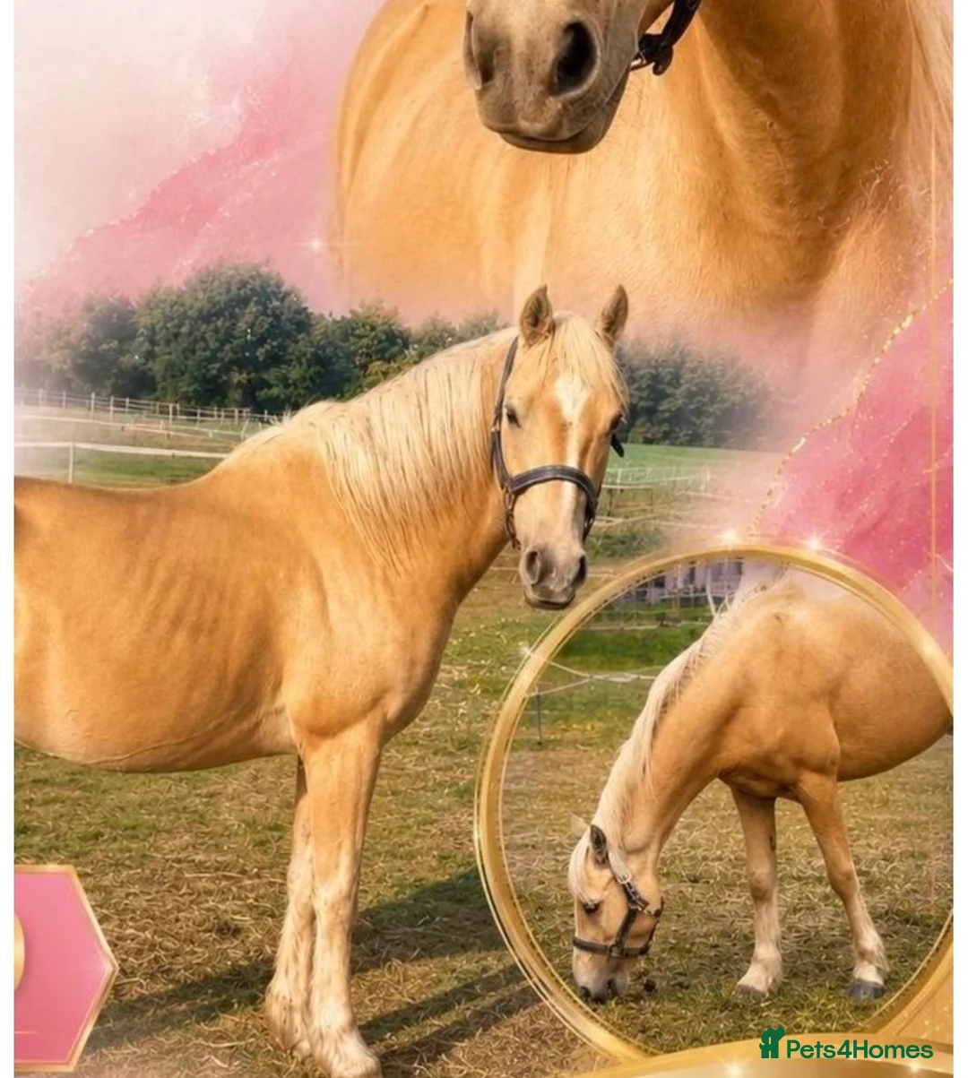 Arabian horse horses for sale: Gorgeous Gucci  in Wolverhampton - Advert 1