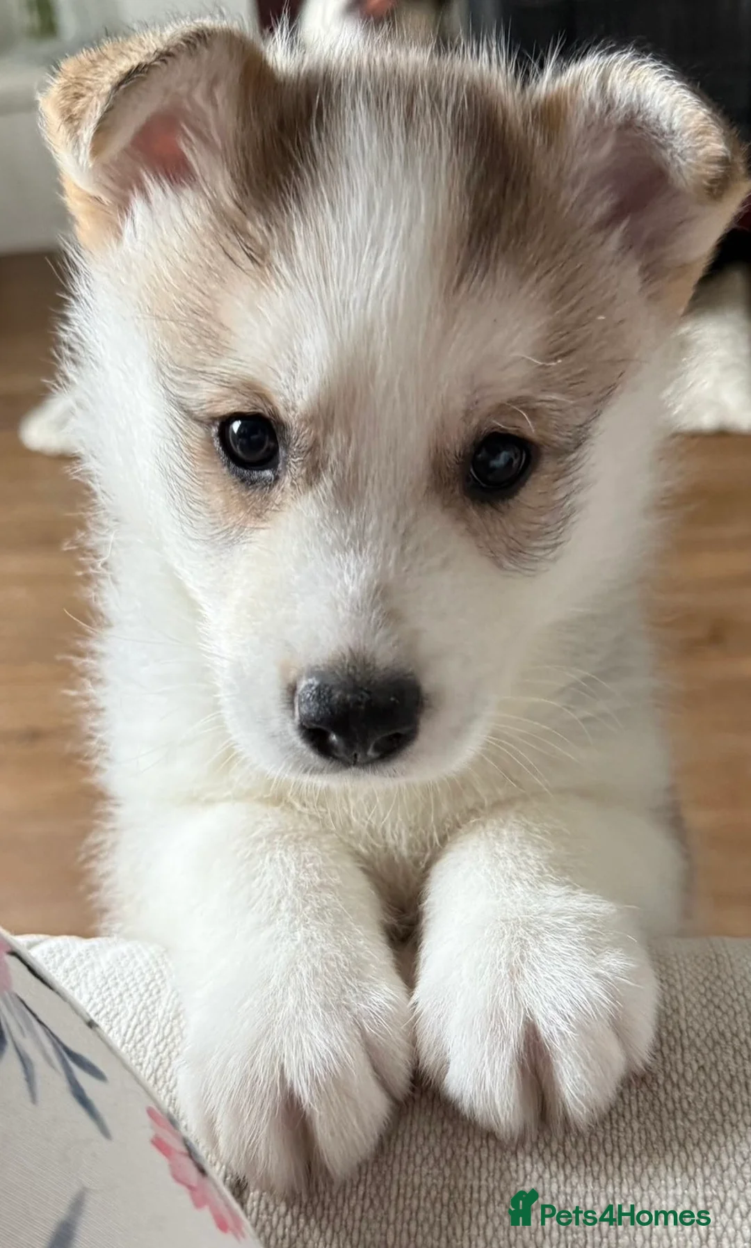 Mixed Breed dogs for sale: Border collie X Siberian husky pup - Advert 3