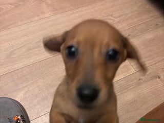 Mixed Breed dogs Jack russell x dachshund - Advert 4