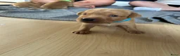 Labrador Retriever dogs for sale: Beautiful fox red Labrador litter  - Advert 26