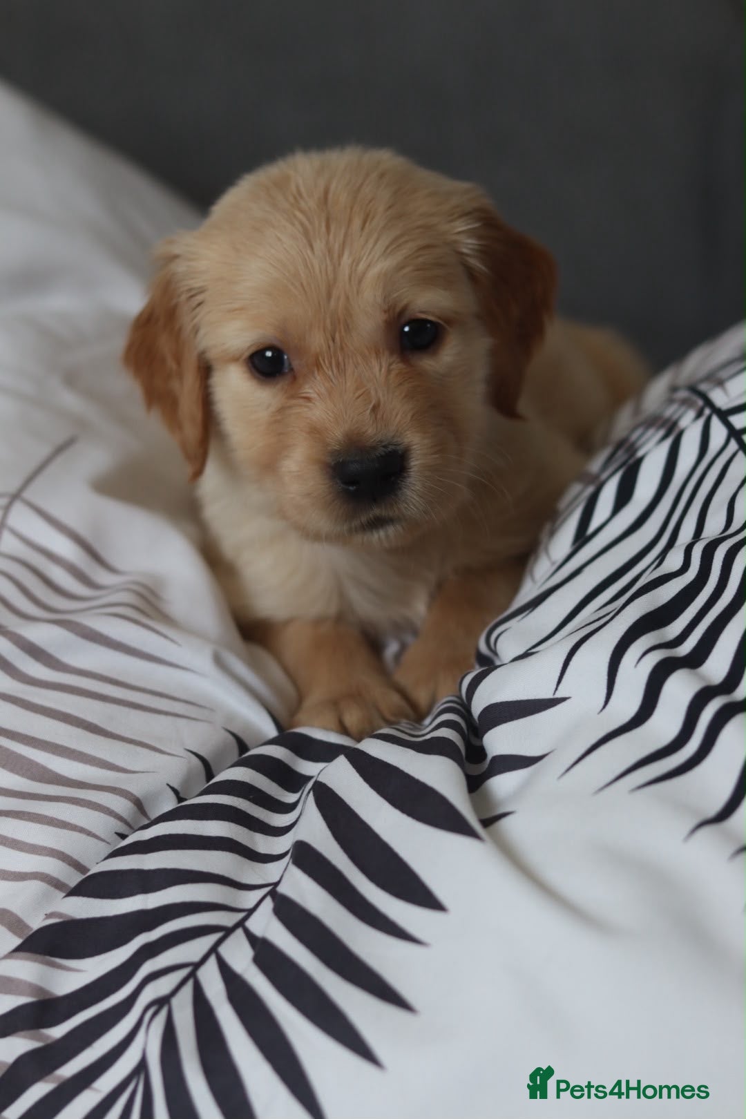 Golden Retriever dogs Golden Retriever KC registration Puppies ⭐️ - Advert 2