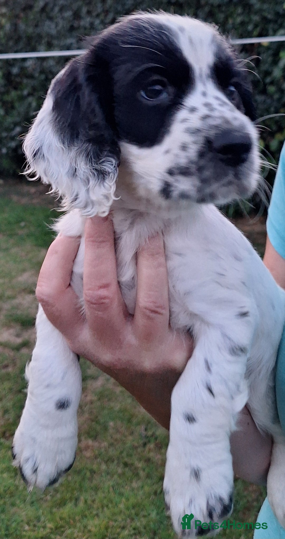 Cocker Spaniel dogs for sale: Working Cocker Spaniel Puppies  - Image 21